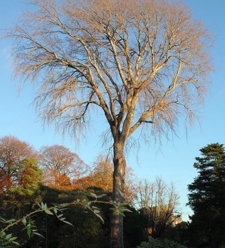 tallest poplar in ireland and uk