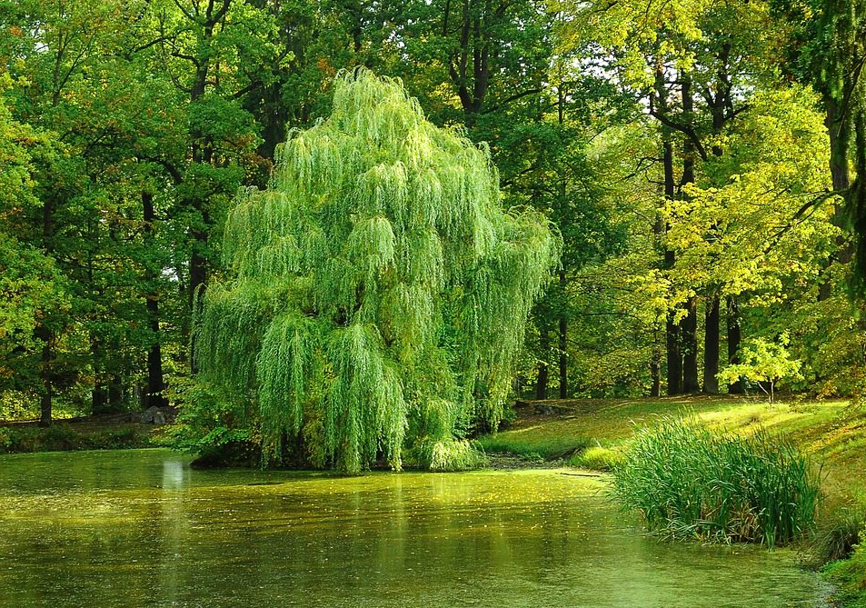 Willow Tree in Ireland