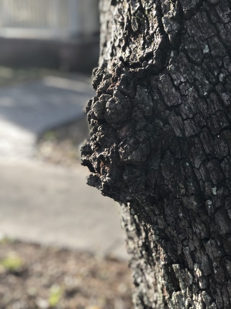 burl on side of tree