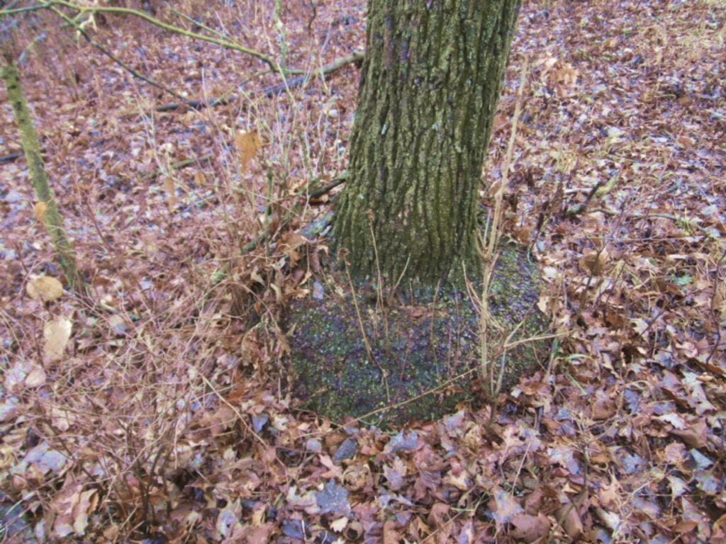 root burl